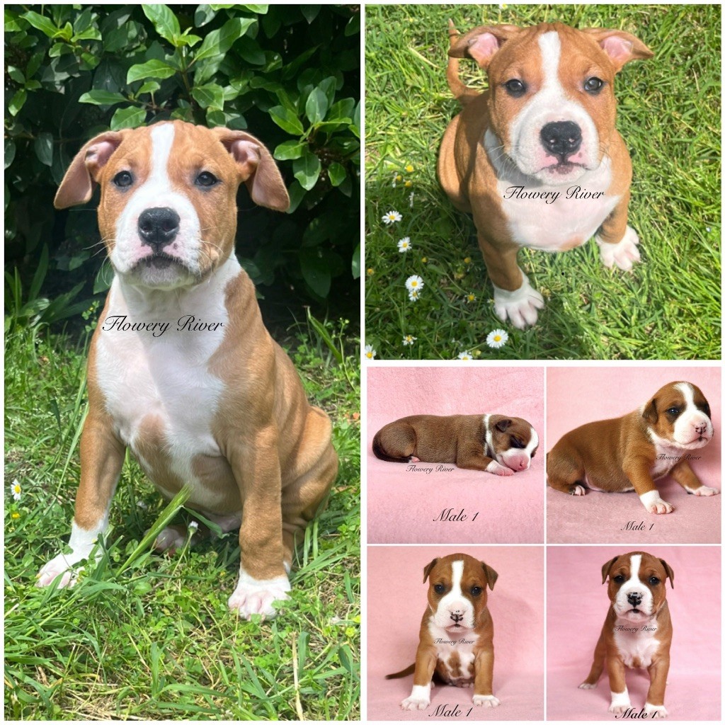 Flowery River - Chiots disponibles - American Staffordshire Terrier